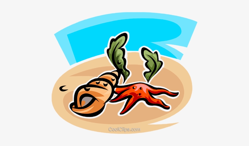 Estrellas De Mar Y Conchas Marinas Libres De Derechos - Illustration, transparent png download