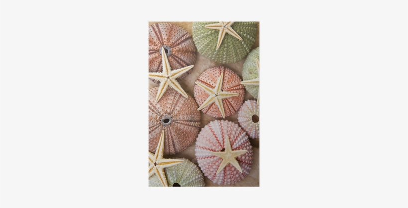 Colour Matches With Sage Green, transparent png download