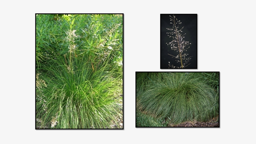 Prairie Dropseed, transparent png download