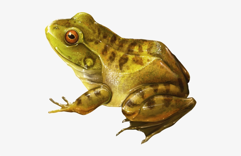 Rana Real Png, transparent png download