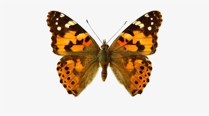 Sin Embargo, La Delicada Belleza De Las Alas De Mariposa - Painted Lady Butterfly, transparent png download