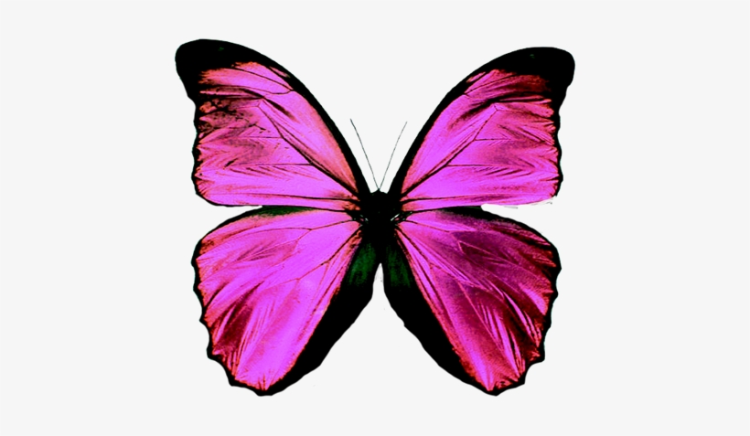 Mariposa1 - Butterfly Teal, transparent png download