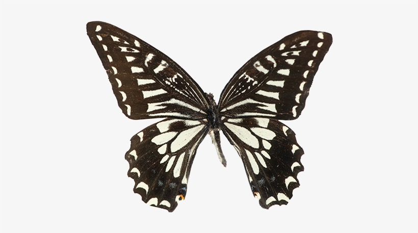Sin Embargo, La Delicada Belleza De Las Alas De Mariposa - Papilio Xuthus, transparent png download