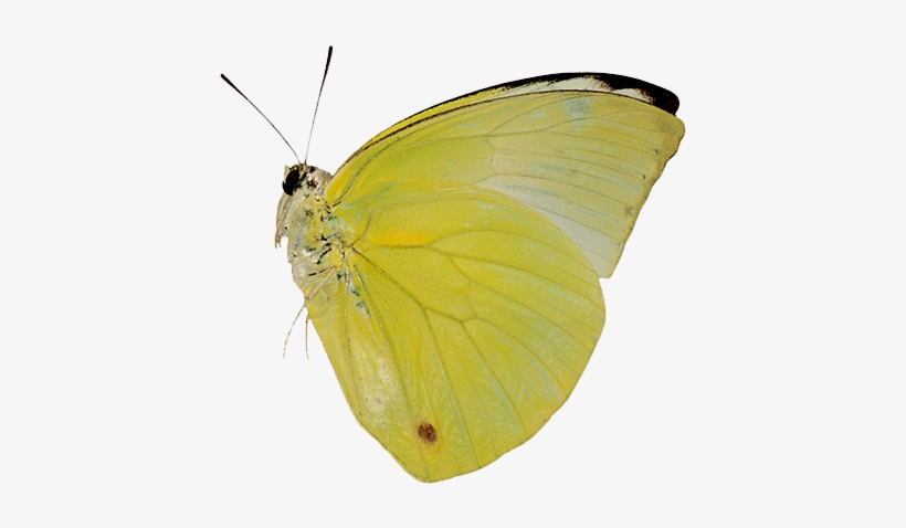 Las Mariposas Obtienen Sus Colores De Dos Fuentes Diferentes - Tipos De Mariposas Amarillas, transparent png download