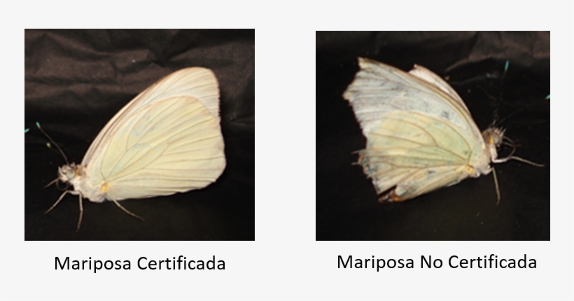 ¿las Mariposas Sufren Algún Daño Al Realizar Este Tipo - Tipos De Mariposas En El Df, transparent png download