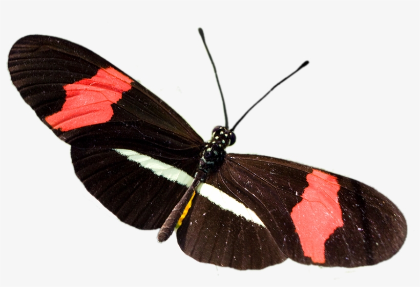 Mariposa De La Especie Heliconius Eratus Petiverana - Mariposa Heliconius Erato, transparent png download