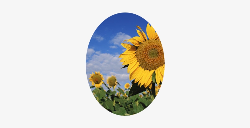 Send Flowers - Happy Birthday Sunflower, transparent png download
