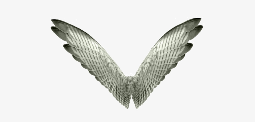Collection Wing Angel Wing Butterfly Wing Devil And, transparent png download
