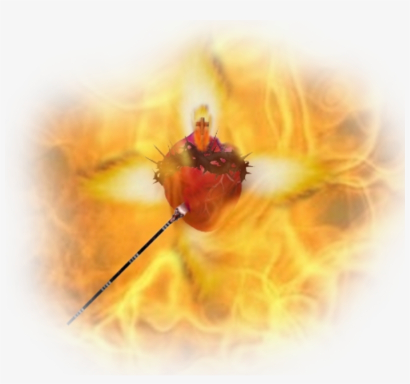 De La Cruz - Macro Photography, transparent png download