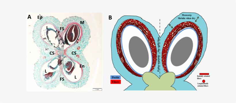 Ep Epicarp, M- Mesocarp, En Endocarp, Fs - Circle, transparent png download
