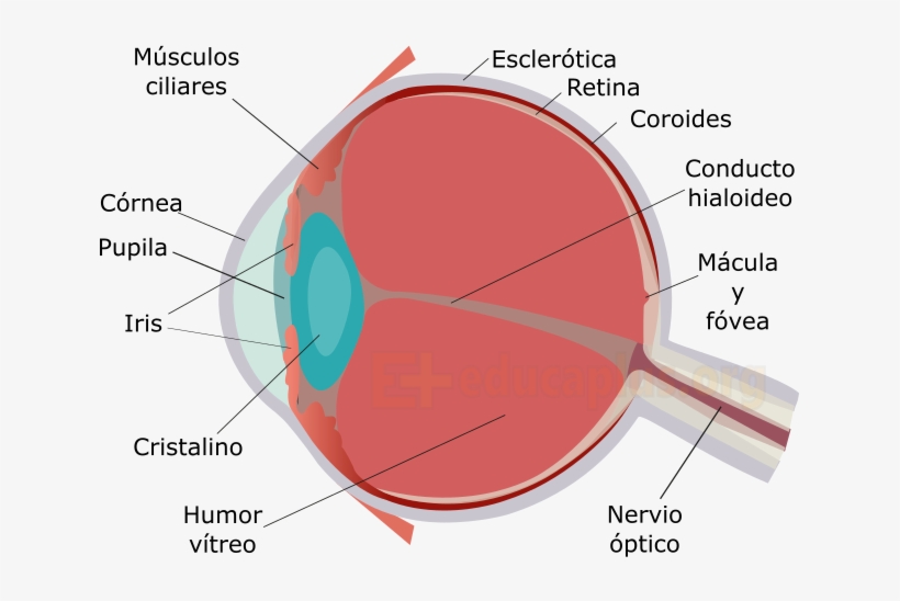 El Nervio Óptico Es El Encargado De Transmitir Los - Diagram, transparent png download