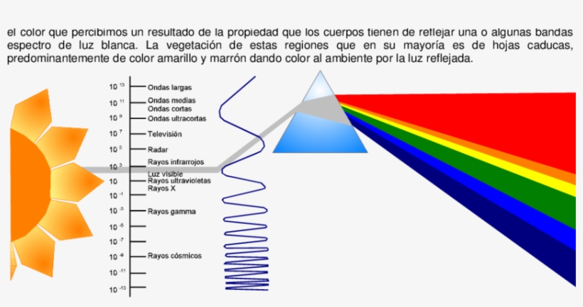 El Espectro Luminoso Y Los Límites De La Luz Visible - Light, transparent png download