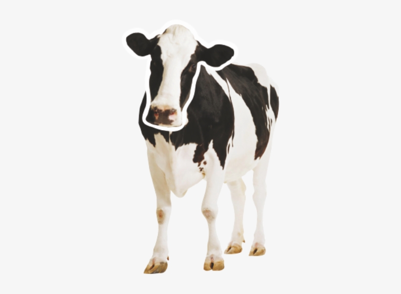 Cow Clone, transparent png download