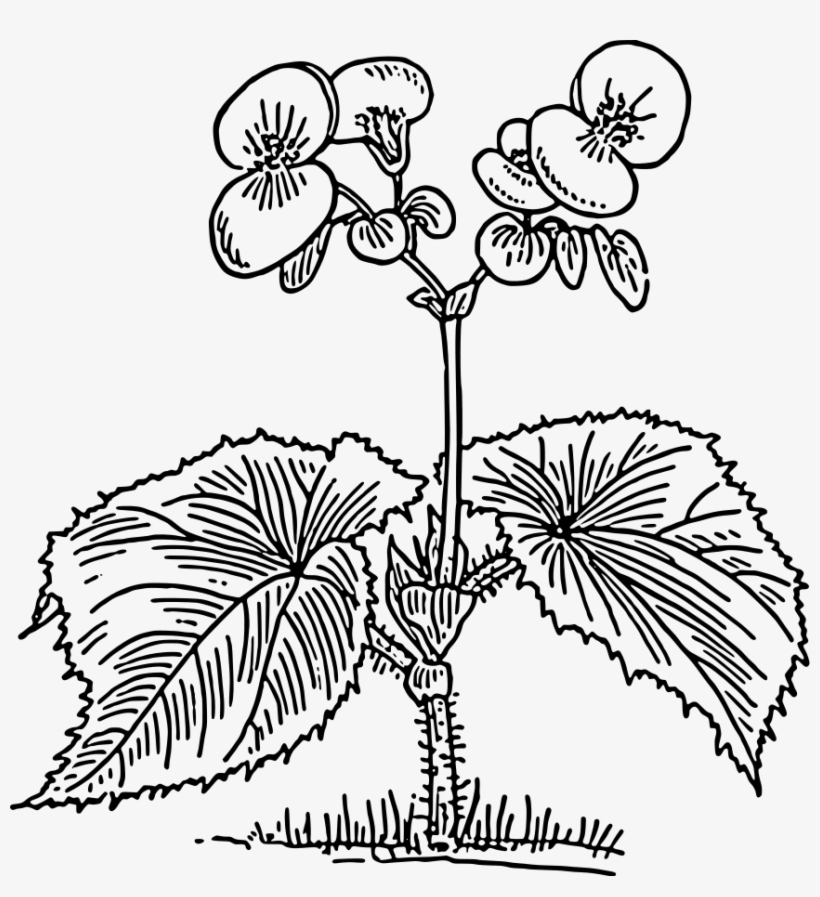 How To Set Use Begonia Svg Vector - Wax Begonia Plant Drawing, transparent png download