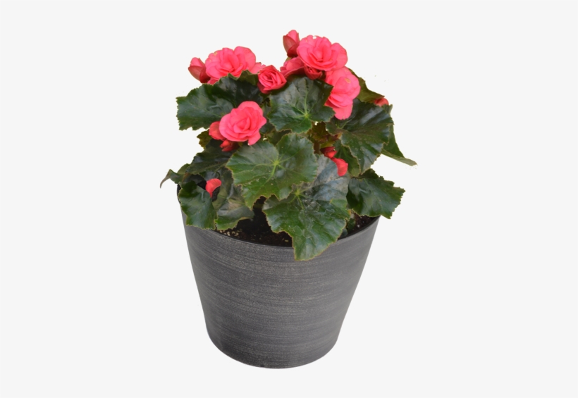 Designer Begonia - Flowerpot, transparent png download