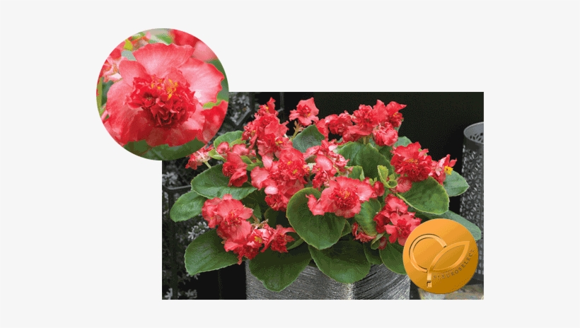 Begonia Semperflorens F1 Fiona Red - Begonia, transparent png download