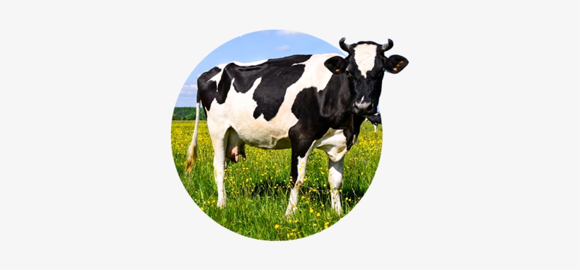 Cow - Cattle, transparent png download