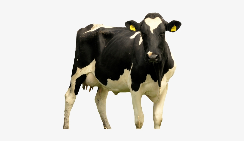 Cow Dairy Rp - Cattle, transparent png download