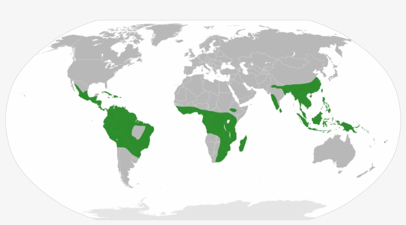 Begonia Distribution Map - Do Most Countries Drive On The Left, transparent png download