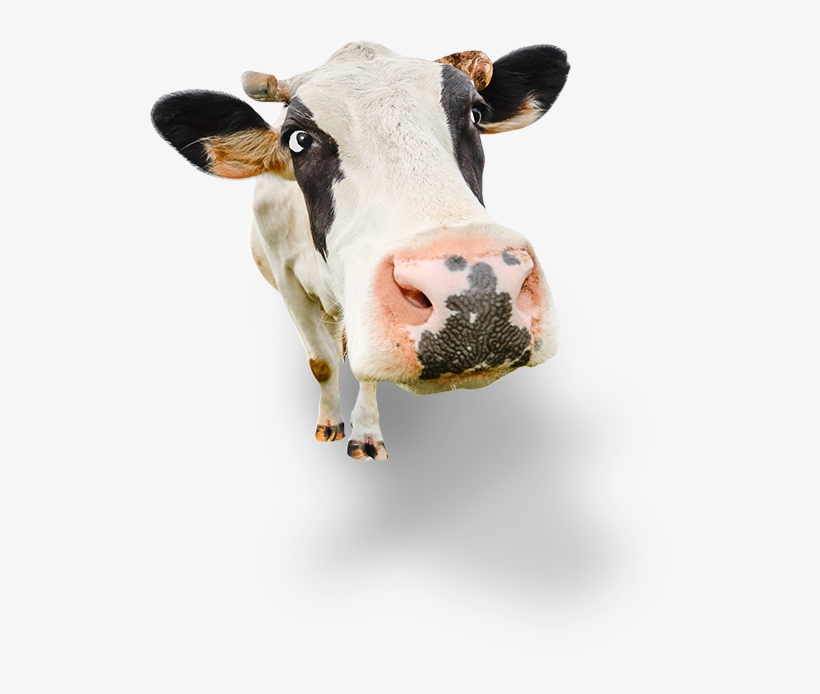 Our Story - Too Much Milk, transparent png download