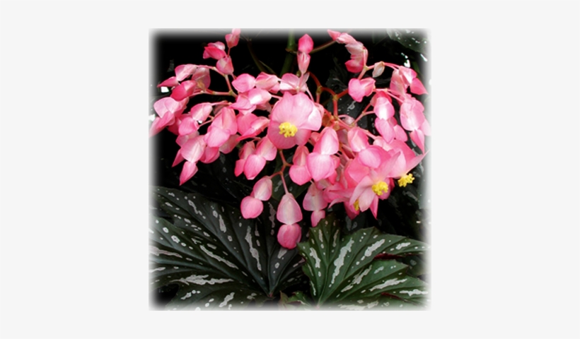Begonia "lady Vanderbilt" Dragon Wing - Cane Begonia Sophie Cecile, transparent png download