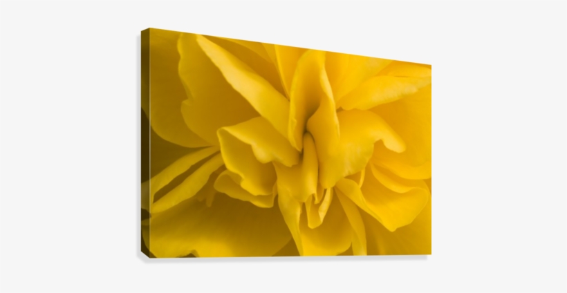 A Golden Begonia Canvas Print - Posterazzi Dpi1832552 A Golden Begonia Poster Print,, transparent png download