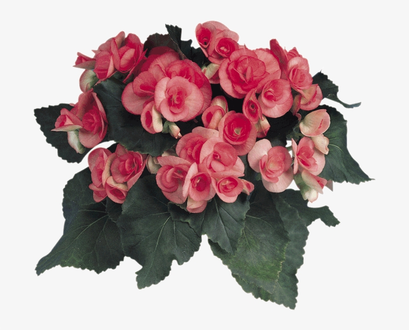 Begonia Elatior - Garden Roses, transparent png download