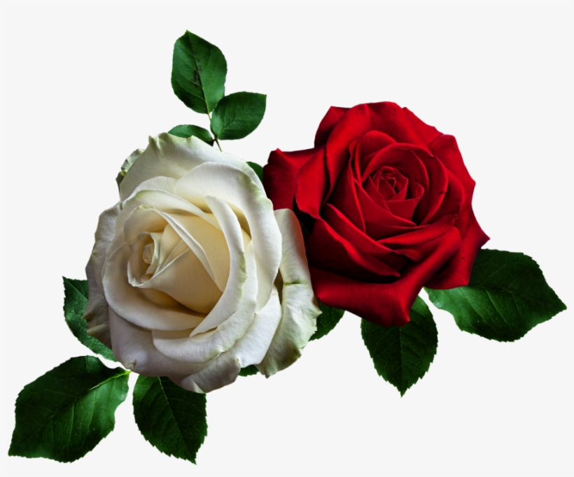 Estrellacristal73 - Red Rose Png Gifs, transparent png download