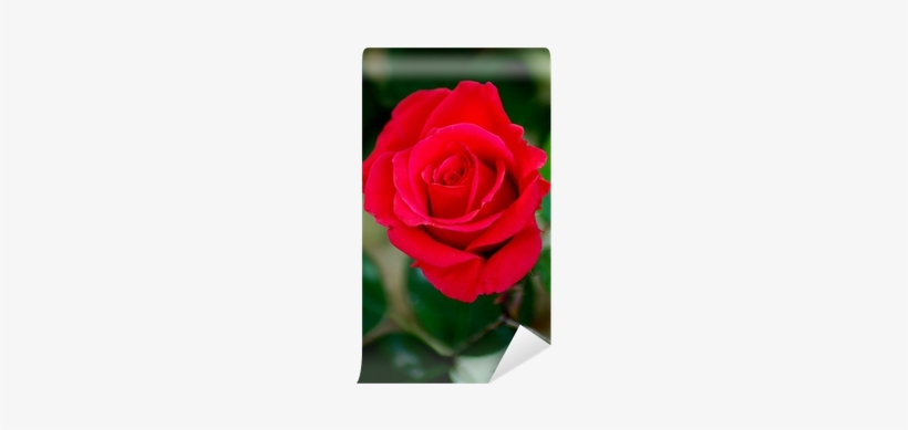 Garden Roses, transparent png download