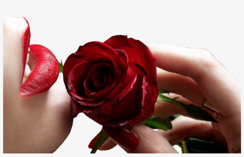 Leave Your Thought Cancelar Respuesta - Garden Roses, transparent png download