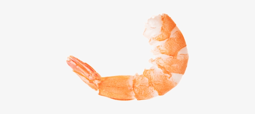 Camarón - Shrimp .png, transparent png download