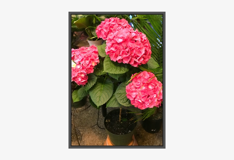 Jacques Flower Shop - Hydrangea Serrata, transparent png download