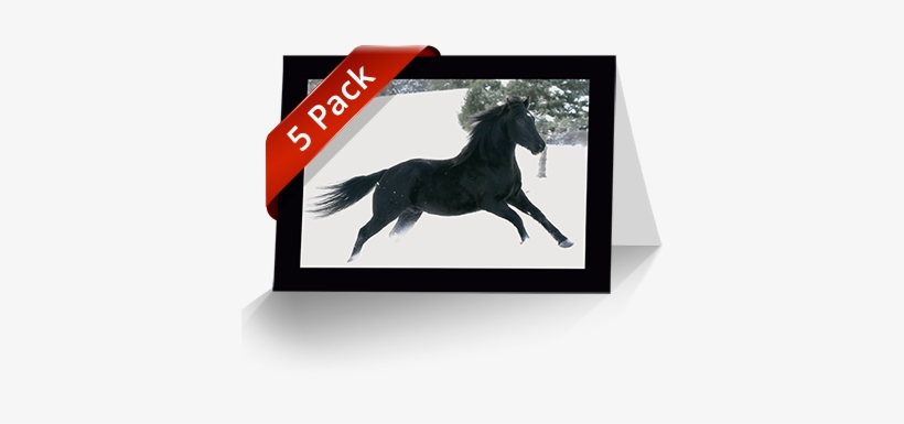 5 Pack Horse Greeting Cards 5 Pack Horse Greeting Cards - Horse Greeting Card, transparent png download