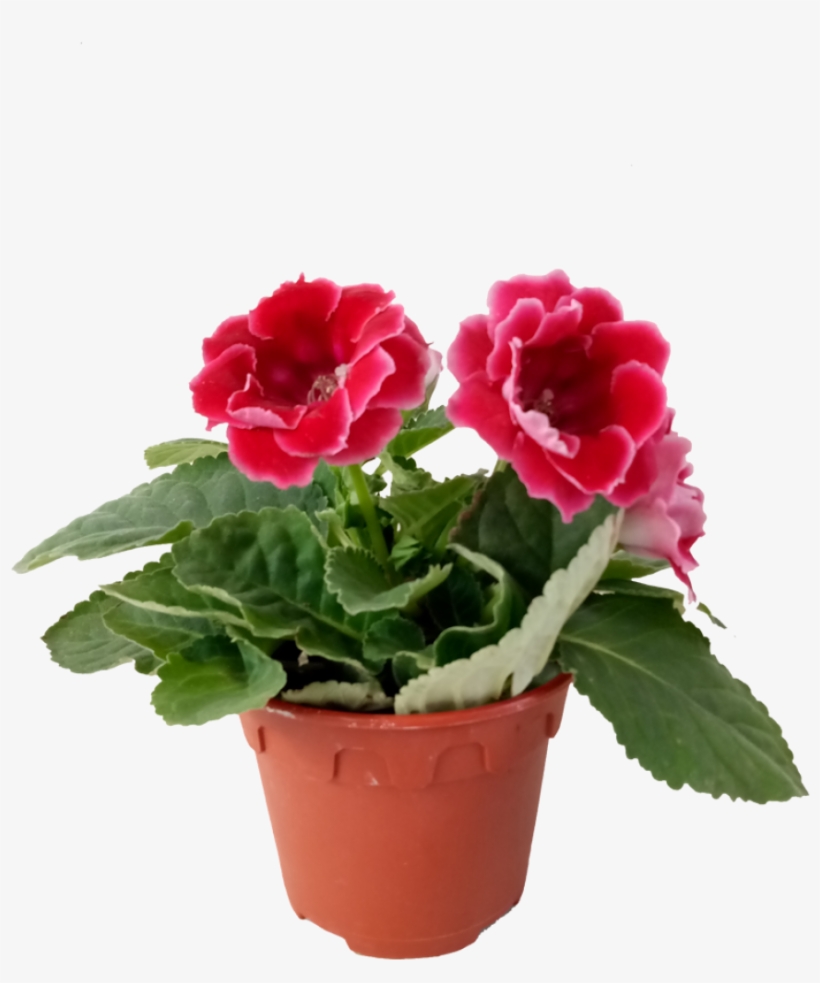 Sinningia Speciosa, transparent png download