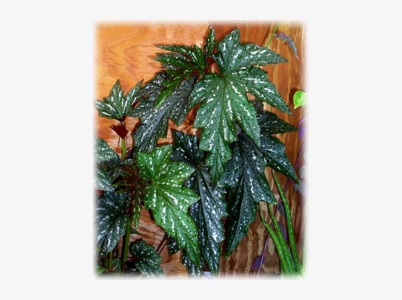 Wild Things Grow - Begonia Lady Vanderbilt, transparent png download