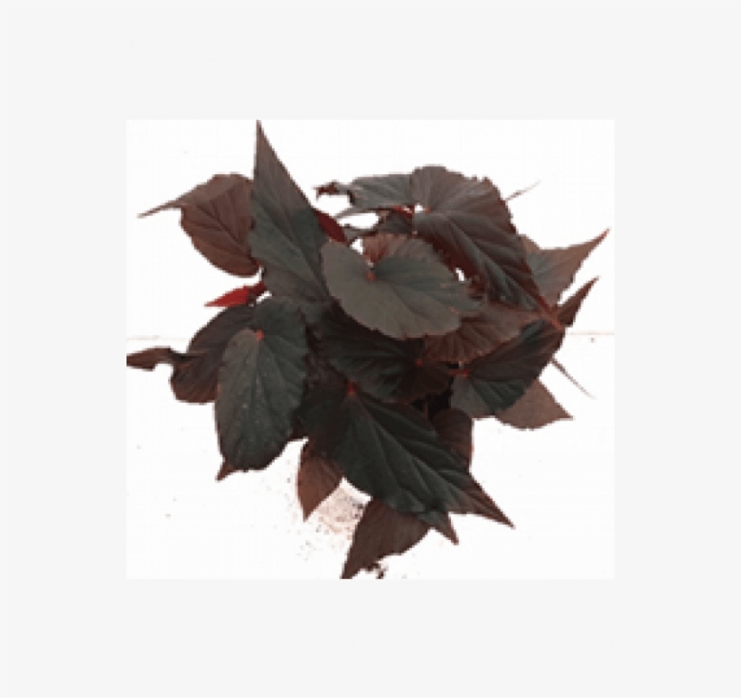 Begonia Arabian Sunset Plant With Fertilizer & Plate - Fertilizer, transparent png download