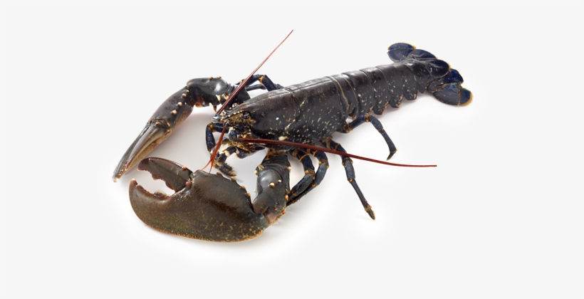 <h2>bogavante</h2> - Crayfish And Lobster Difference, transparent png download