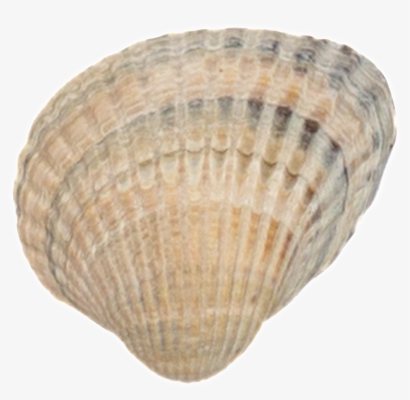 Transparente De Png Decorativo Para Mariscos - Portable Network Graphics, transparent png download