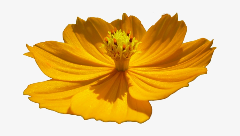 Flor Png Flower Png By Malkarma-d50qwa8 - Flowers Flor Png, transparent png download