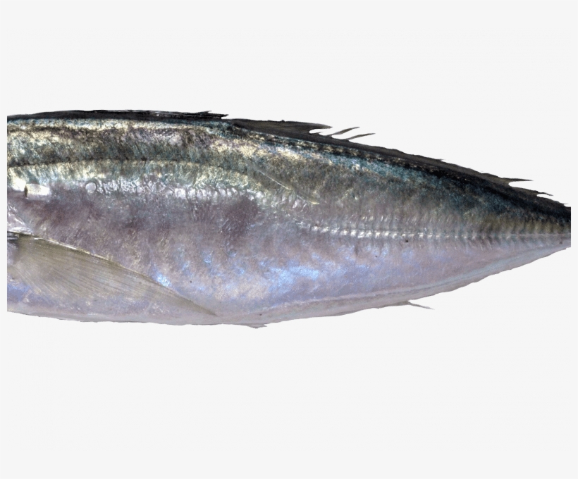 Jurel Mediterráneo Read More - Atlantic Horse Mackerel, transparent png download