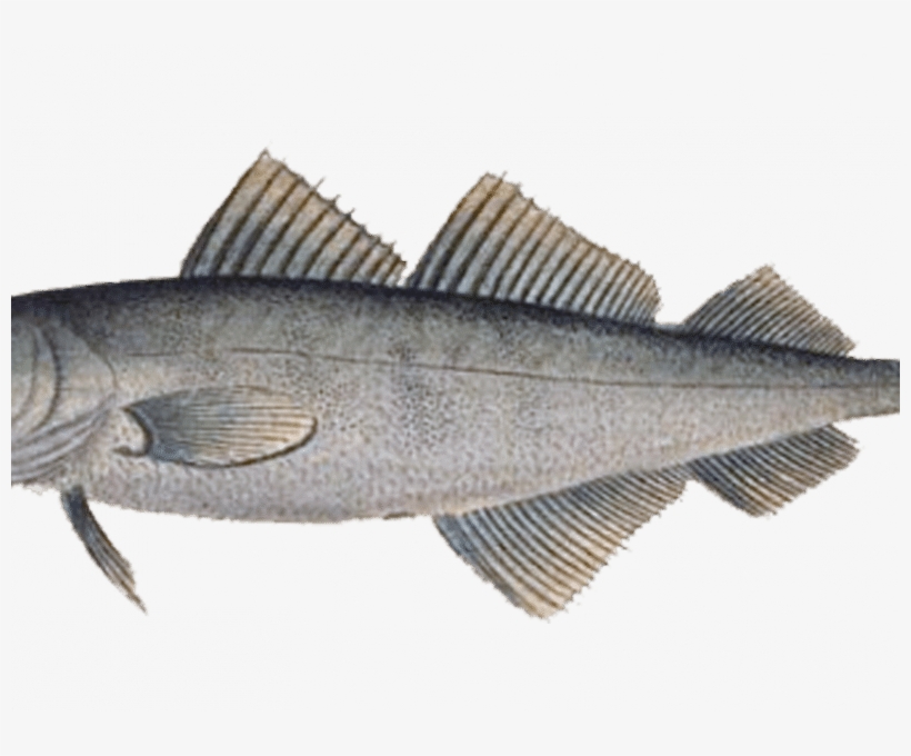 Pescado - Printing, transparent png download