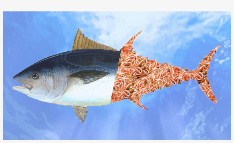 Cuando Vamos Al Supermercado Nos Encontramos Con Largas - Fish To Eat, transparent png download