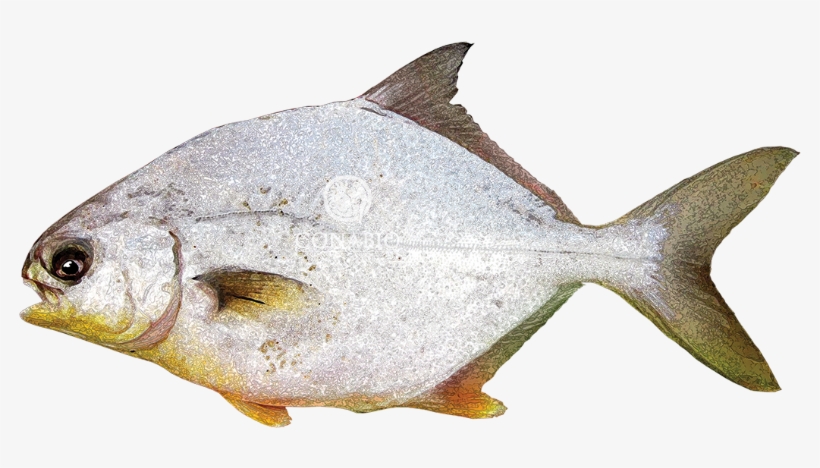 Trachinotuscarolinus - Gulf Flounder, transparent png download