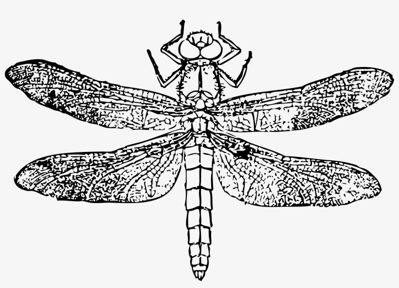 This Free Icons Png Design Of Dragon Fly, transparent png download