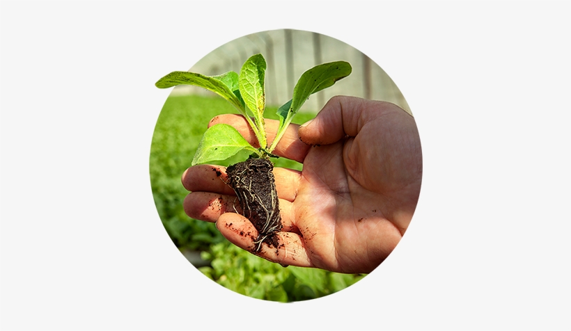 During Drying And Curing, In Quality Control, Transplanting - Plantation, transparent png download