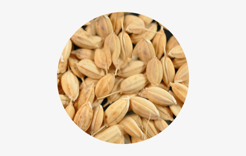 Arroz Paddy O Arroz Con Cáscara - Grano De Arroz En Cascara, transparent png download