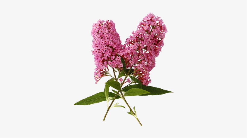 พลังแห่งการปกป้อง จาก Butterfly Bush - Butterfly Weed White Background, transparent png download