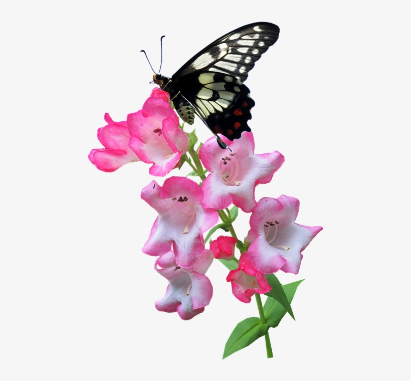 Butterfly, Flower, Summer, Plant, Insect - Mariposa Con Flor Png, transparent png download