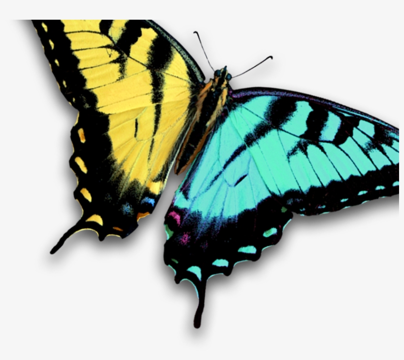 Summer Lilac, transparent png download