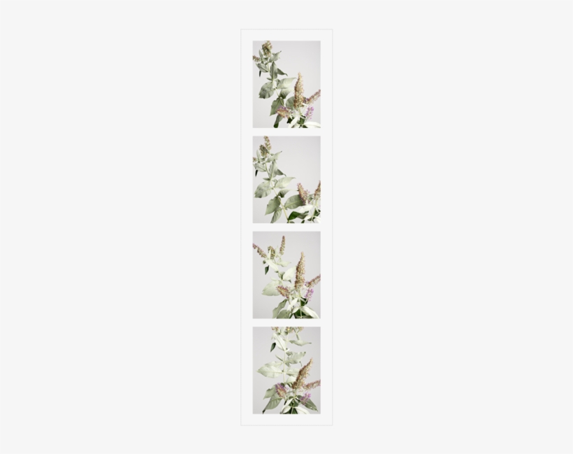 Butterfly Bushes5 - Portable Network Graphics, transparent png download